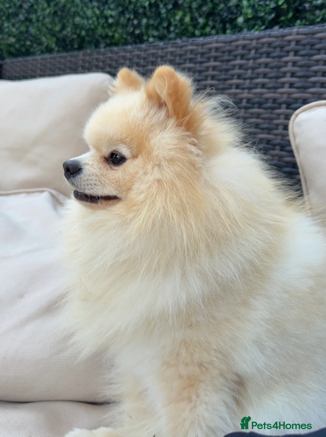 Pomeranian dogs for sale: Gorgeous Pomeranian  - Advert 10
