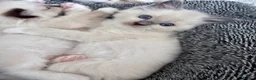 Ragdoll cats for sale: !!READY TO LEAVE!! ragdoll kittens - MALE - Advert 7