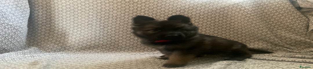 German Shepherd Puppy 8