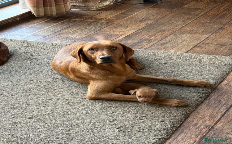 Labrador Retriever dogs Fox Red Labradors - Advert 7