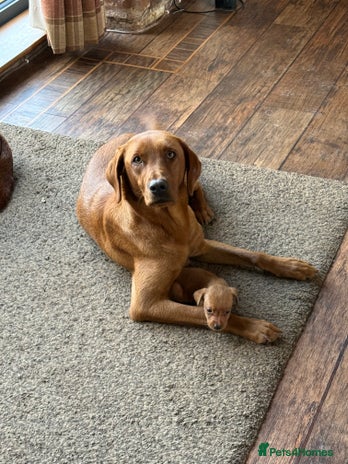 Labrador Retriever dogs Fox Red Labradors - Advert 7