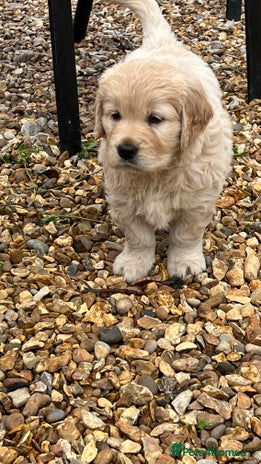 Golden Retriever dogs Golden Retriever huge big boned male puppy - Advert 13