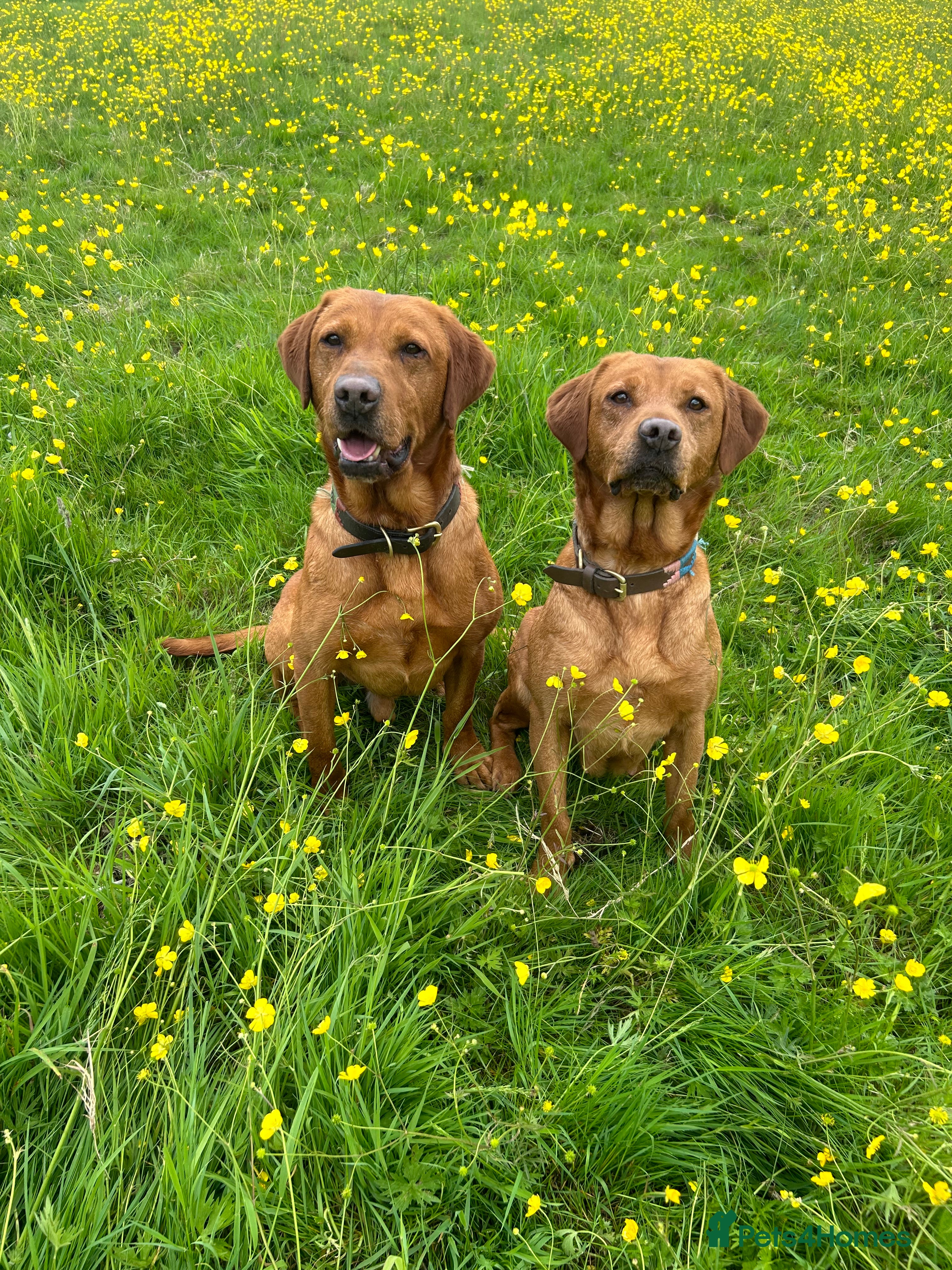 Labrador Retriever dogs Stunning True Fox Red / Health tested  - Advert 16