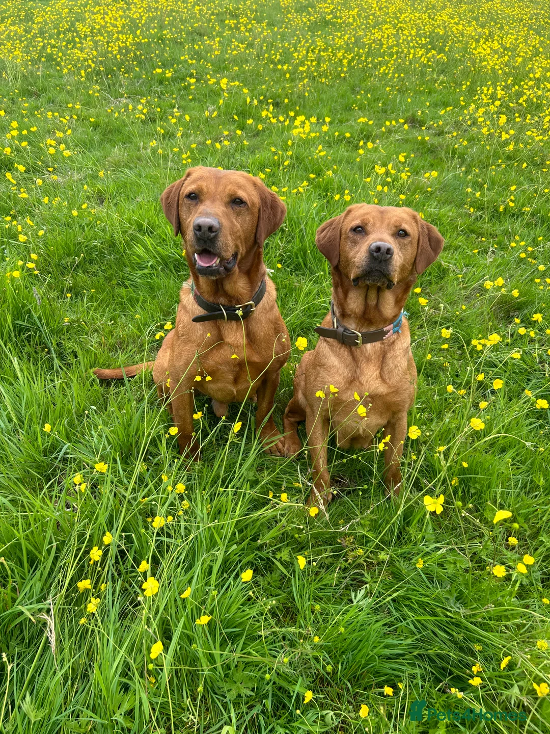Labrador Retriever dogs for stud: Stunning True Fox Red / Health tested  in Solihull - Advert 12