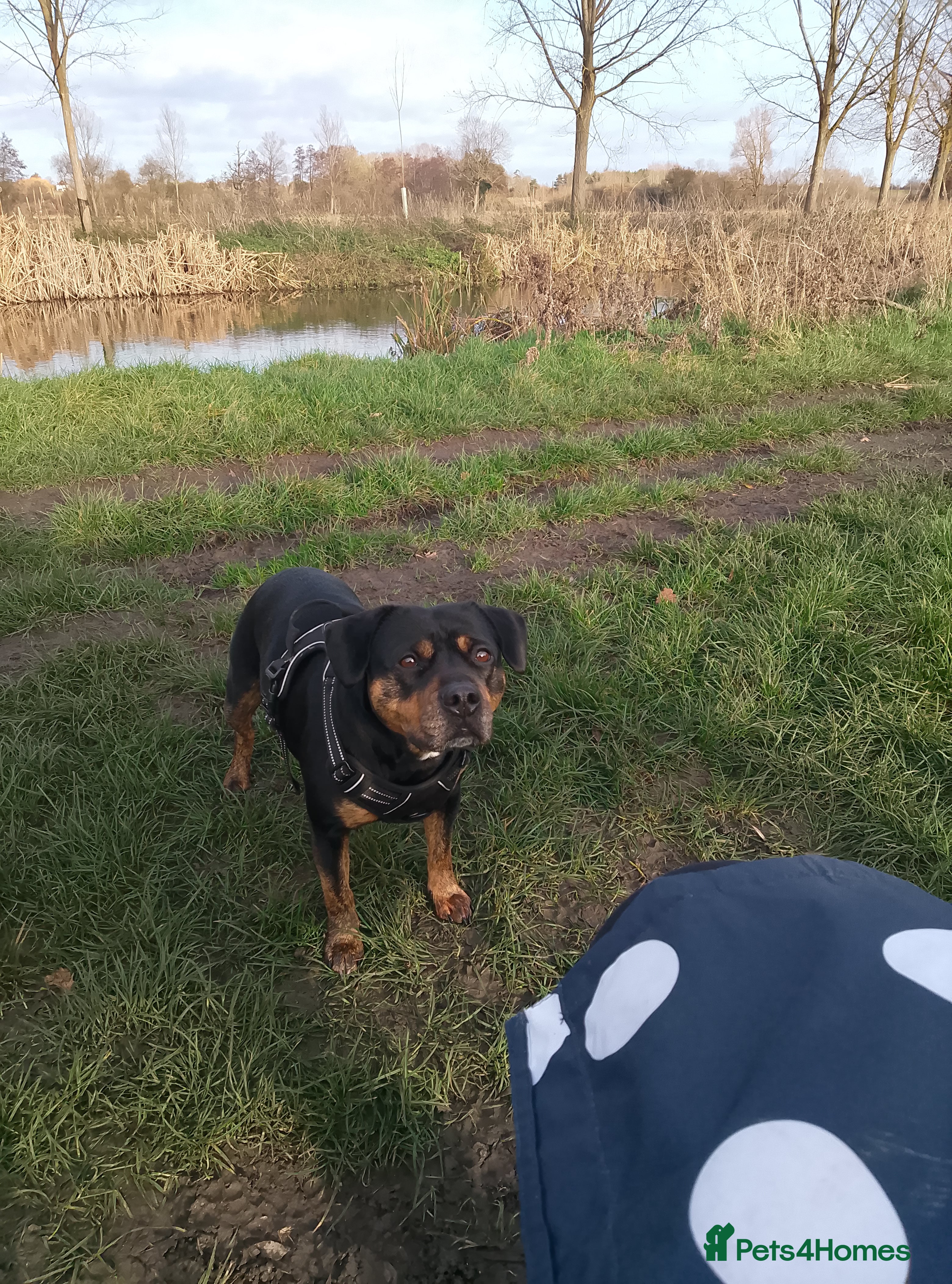 Mixed Breed dogs Staffy cross girl 5 years old - Advert 2