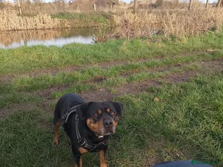 Mixed Breed dogs Staffy cross girl 5 years old - Advert 1