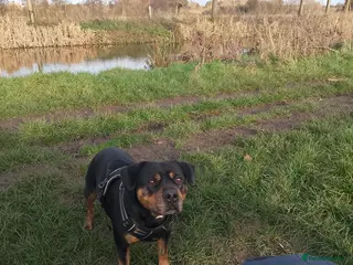 Mixed Breed dogs Staffy cross girl 5 years old - Advert 10