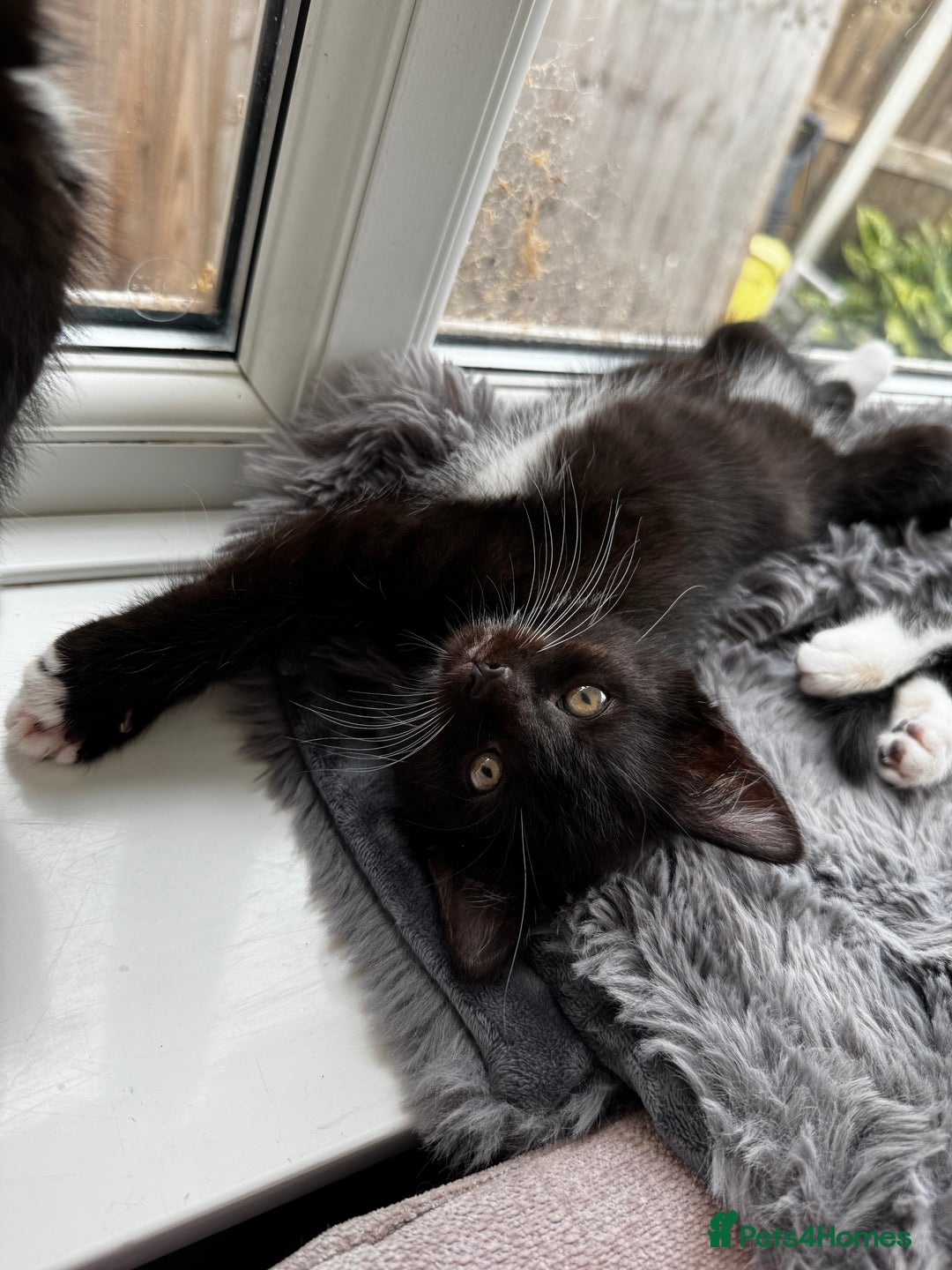 Domestic Shorthair cats for sale: Tuxedo female kittens - Image 7