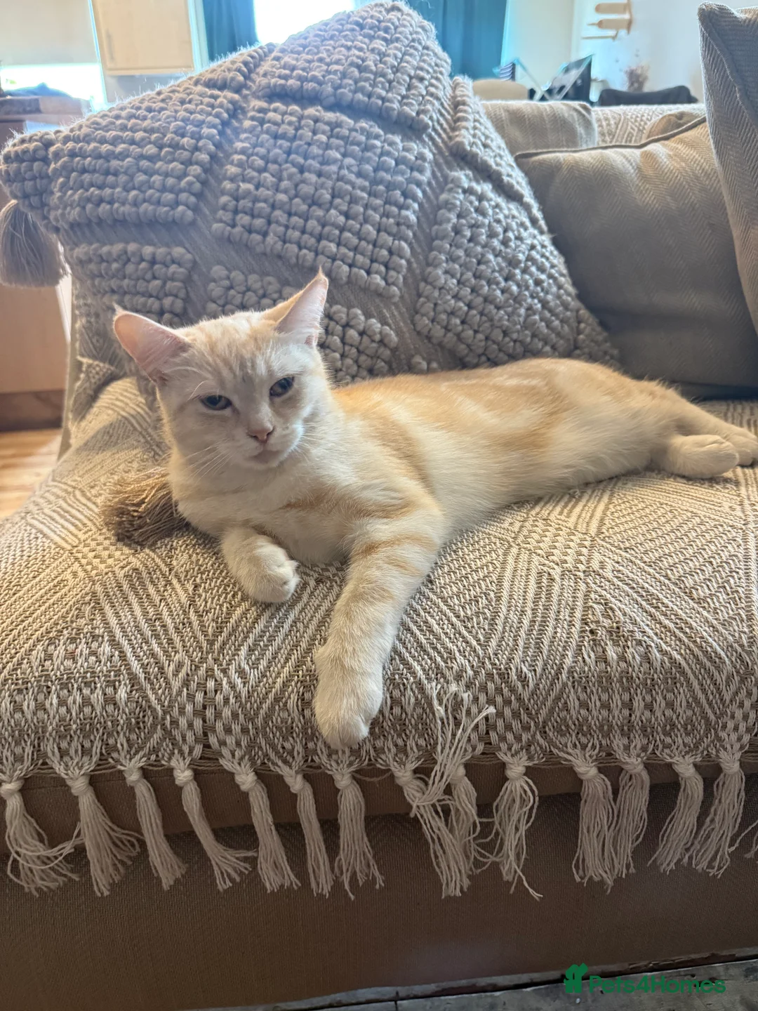 Mixed Breed cats for sale: Mixed half bengal kittens - Advert 19