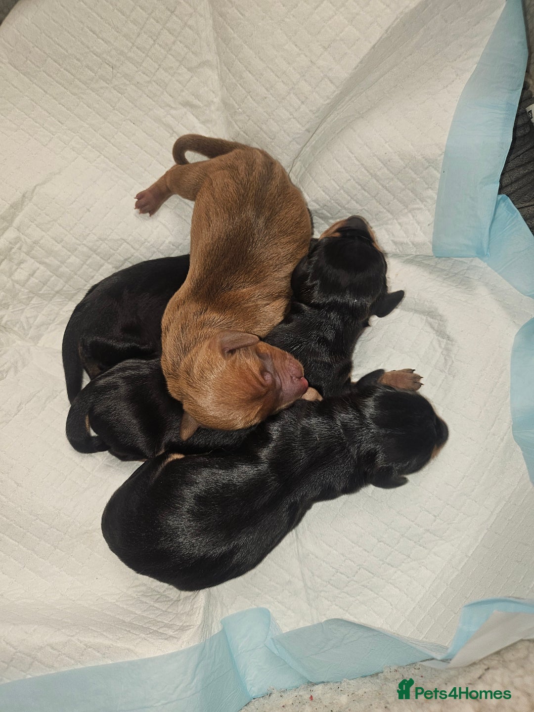 Dachshund dogs for sale: Beautiful Miniature Dachshund - Advert 28