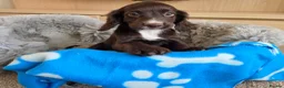 Cocker Spaniel dogs for sale: Amazing Working type Cocker Spaniels - Advert 13