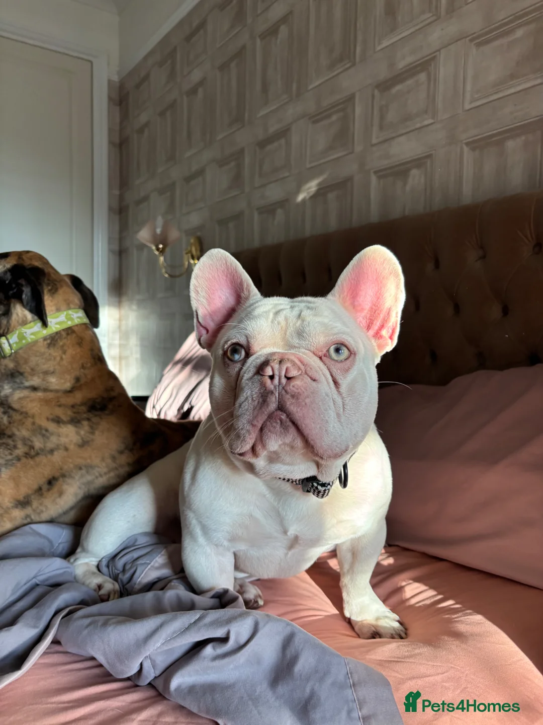 French Bulldog dogs for sale: French bulldog for sale  - Advert 2