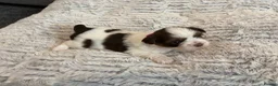 Shih Tzu dogs for sale: Karashishi Full KC imperial Shih-Tzu pups for sale - Advert 10