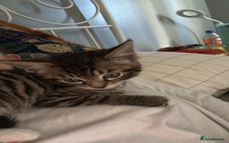 Domestic Shorthair cats for sale: 6 and half month old kitten for sale  - Image 4