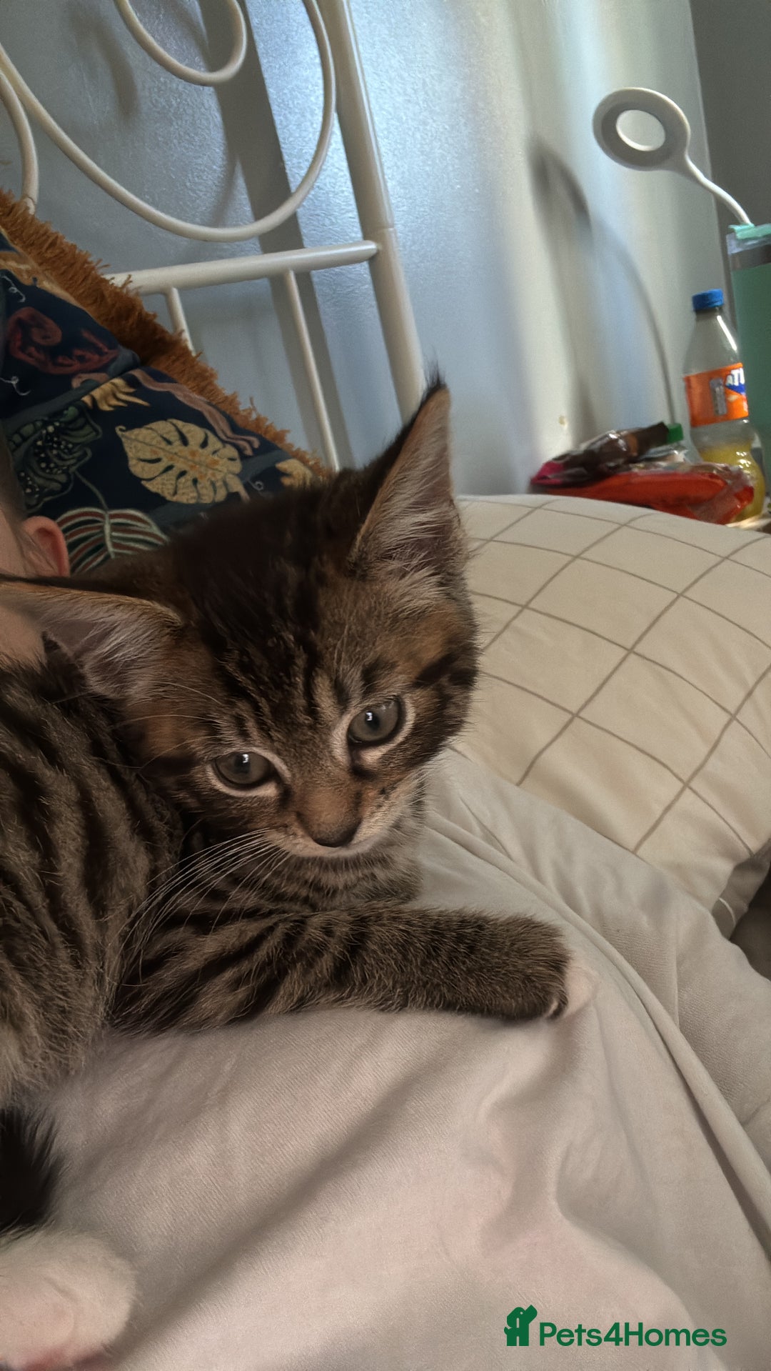 Domestic Shorthair cats for sale: 6 and half month old kitten for sale  - Image 4