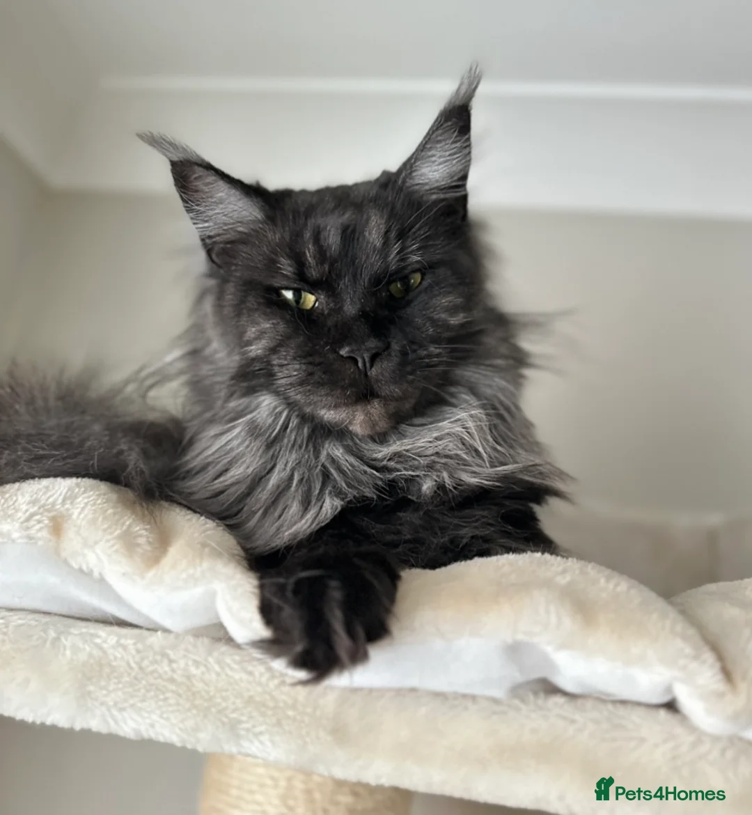 Maine Coon cats for sale: Stunning TICA Registered Maine Coon Kittens - Advert 2