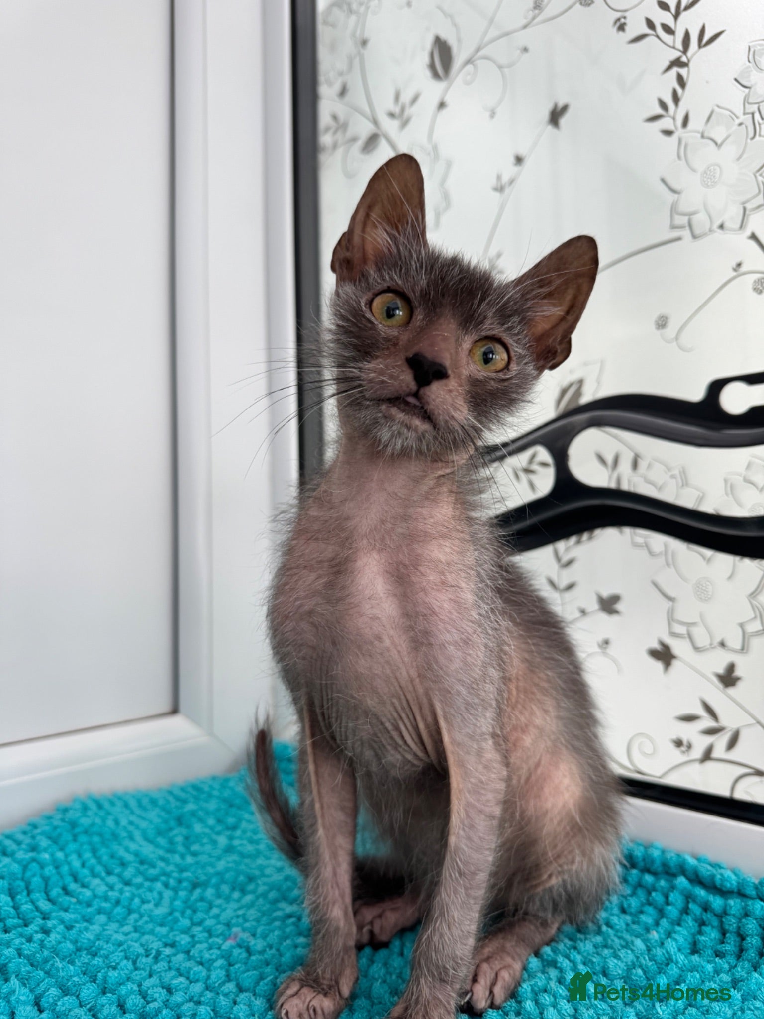 Lykoi cats Super cuddly Lykoi boy  - Advert 1