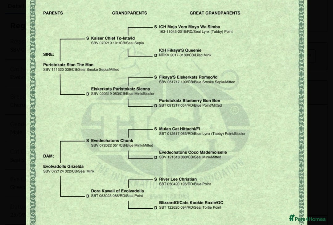 Ragdoll cats for sale: Full pedigree lilac boy  - Advert 3