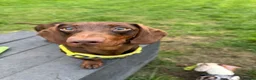 Miniature Dachshund dogs for stud: Handsome Miniature Dachshund Stud – Pedro - Advert 2