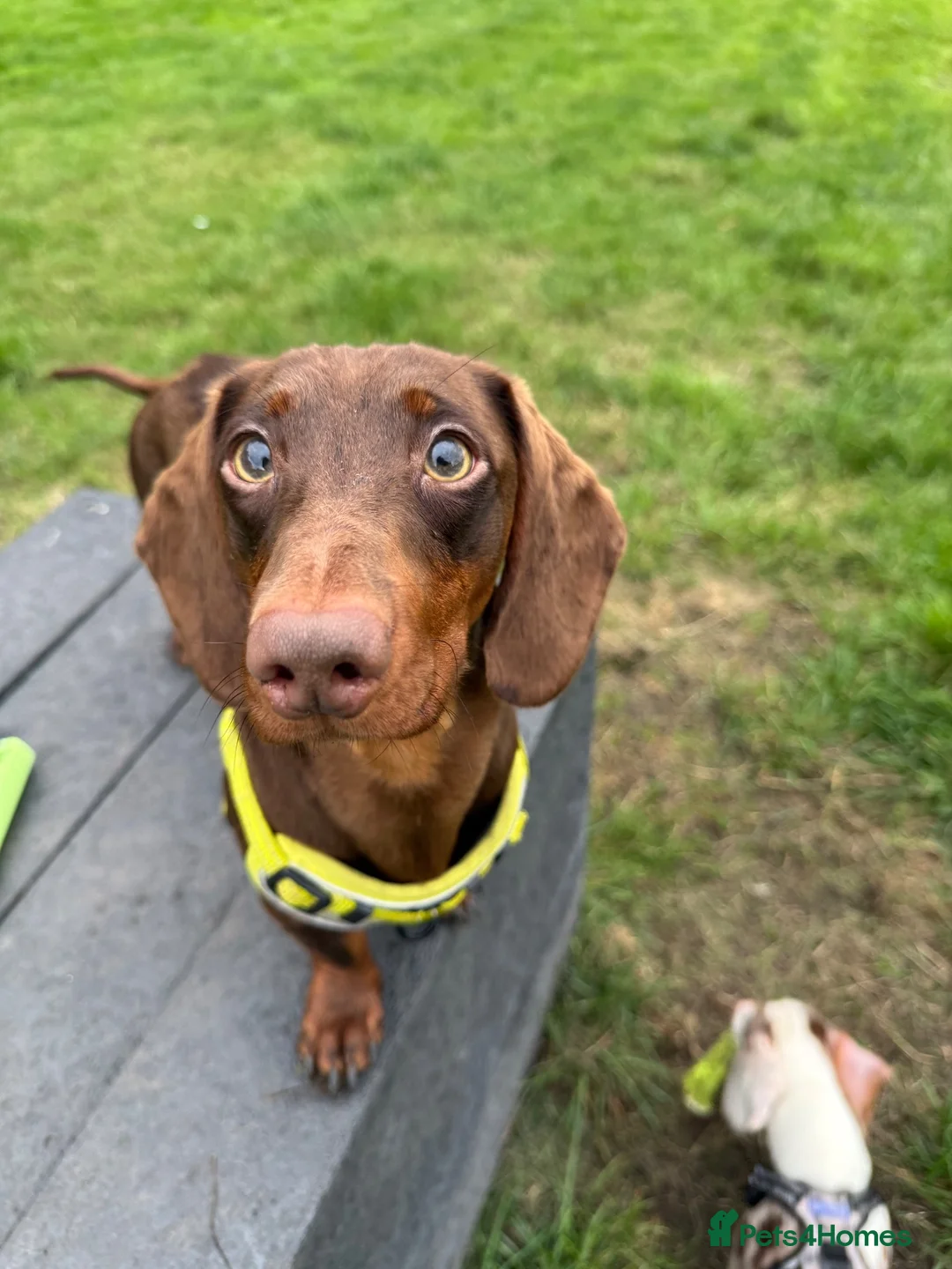 Miniature Dachshund dogs for stud: Handsome Miniature Dachshund Stud – Pedro - Advert 2