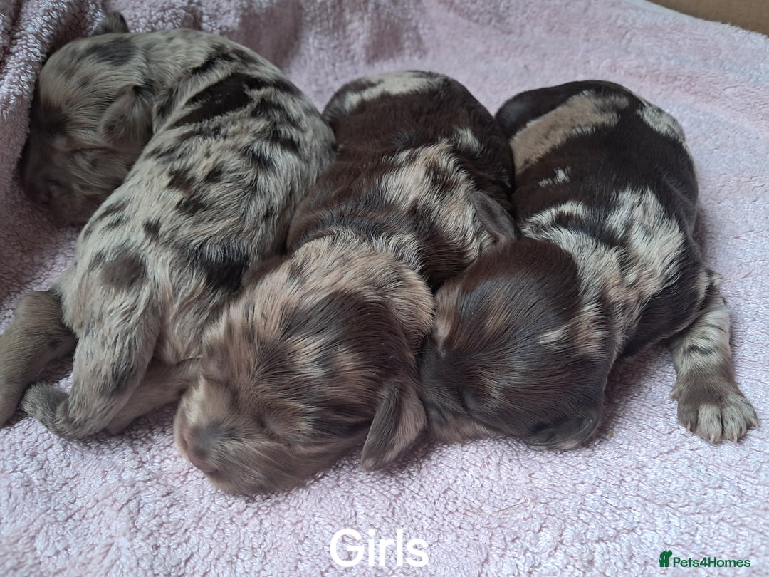 Cockapoo dogs for sale: Toy F1 Cockerpoo merle and chocolate puppies  - Advert 4
