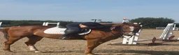 English Thoroughbred horses for sale: Tango mango 🥭  - Advert 5