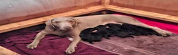 Labrador Retriever dogs for sale: Beautiful Black Labrador Pups - Advert 12