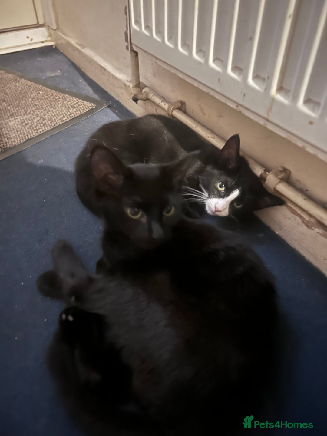 Mixed Breed cats for sale: kittens in desperate need for a home. - Advert 4