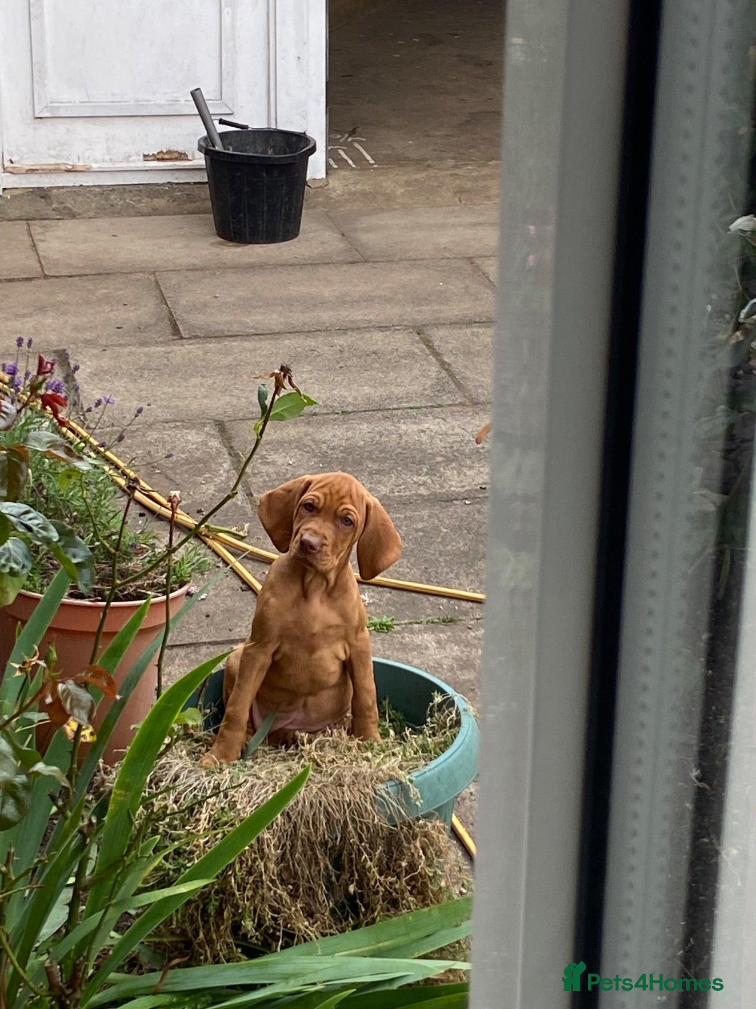 Hungarian Vizsla dogs KC Reg HV Pups, COI 1.3% ,Hip Scored For Sale - Advert 2