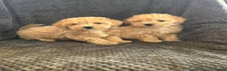 Mixed Breed dogs for sale: Cotonoodle pups ready now  - Advert 6