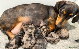 Miniature Dachshund dogs for sale: Stunning silver dapple miniature dachshunds - Image 3