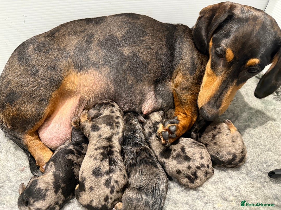 Miniature Dachshund dogs for sale: Stunning silver dapple miniature dachshunds - Image 3