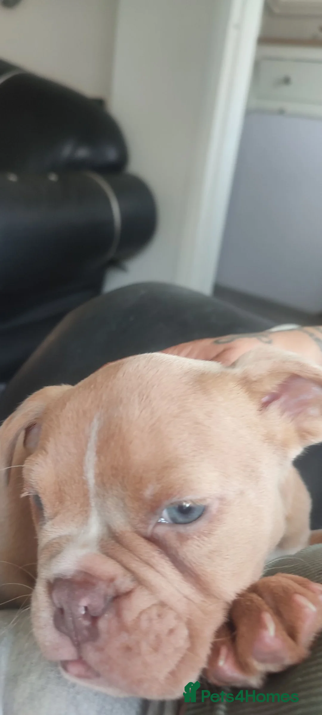 English Bulldog dogs for sale: Exotic English bulldog  - Advert 7