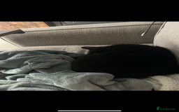 British Shorthair cats for sale: Adult male - Advert 8