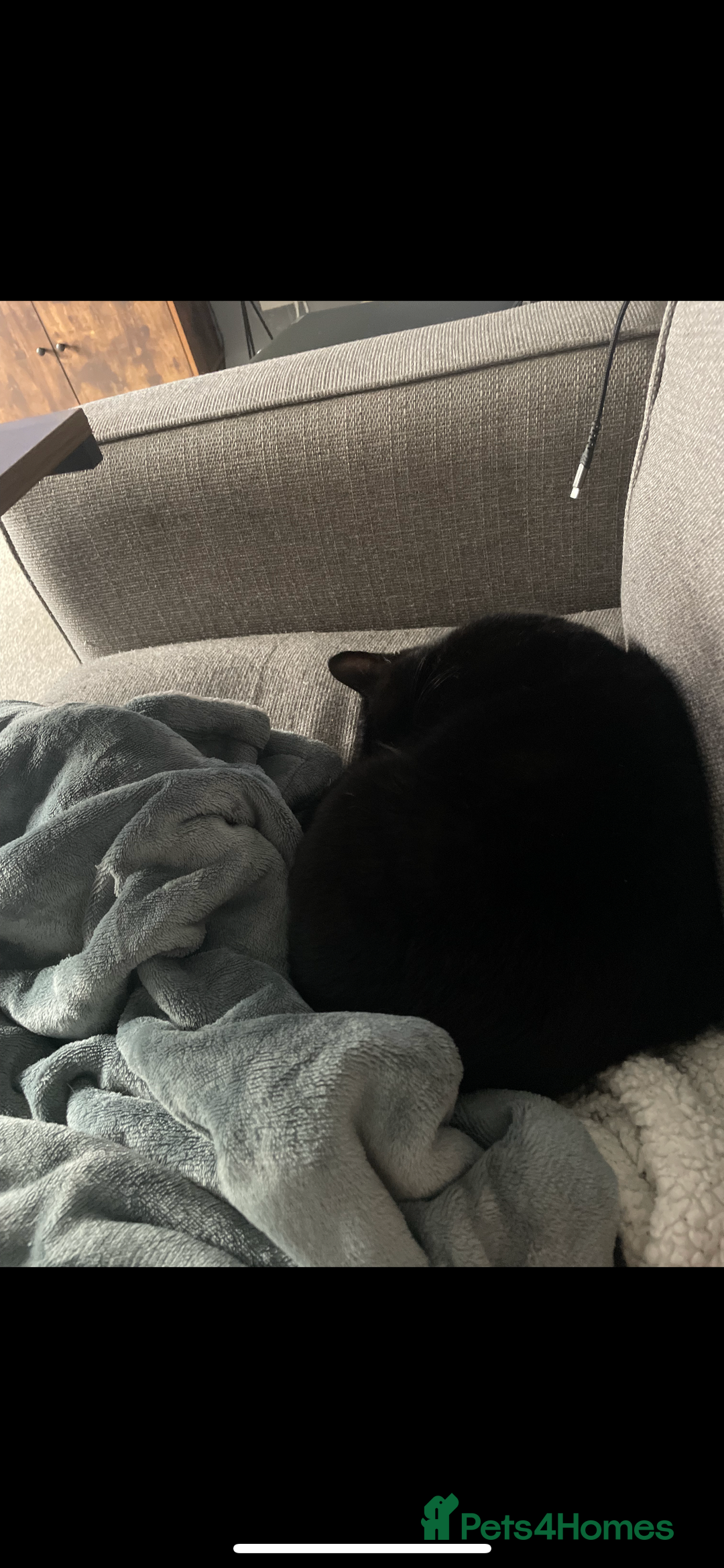 British Shorthair cats for sale: Adult male - Advert 8