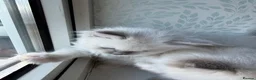 Ragdoll cats for sale: Perfect Blue Point Ragdoll kittens. - Advert 12