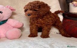 Maltipoo dogs for sale: Beautiful tiny size Maltipoo Puppies Available!  - Image 8