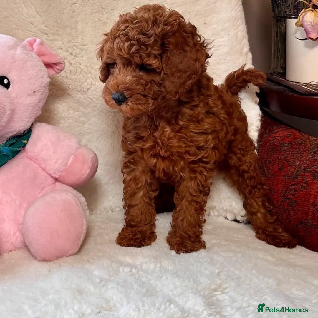 Maltipoo dogs for sale: Beautiful tiny size Maltipoo Puppies Available!  - Image 8