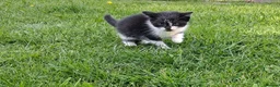 Mixed Breed cats for sale: £20 1 beautiful black&white male - Advert 4