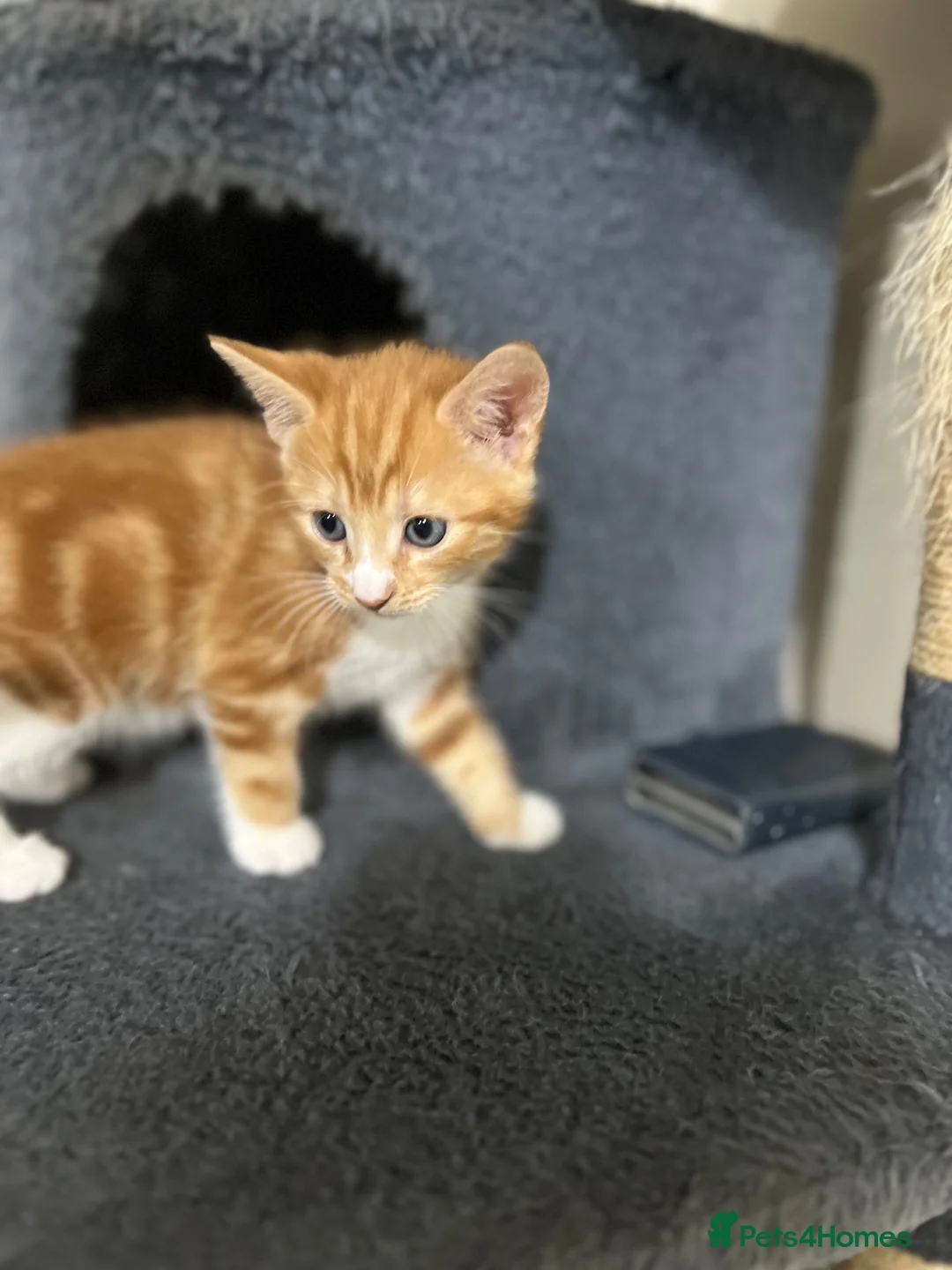 British Shorthair cats for sale: Kitten for sale in London - Advert 9