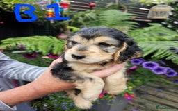 Cocker Spaniel dogs for sale: Sable cockerspaniel puppies - Image 8