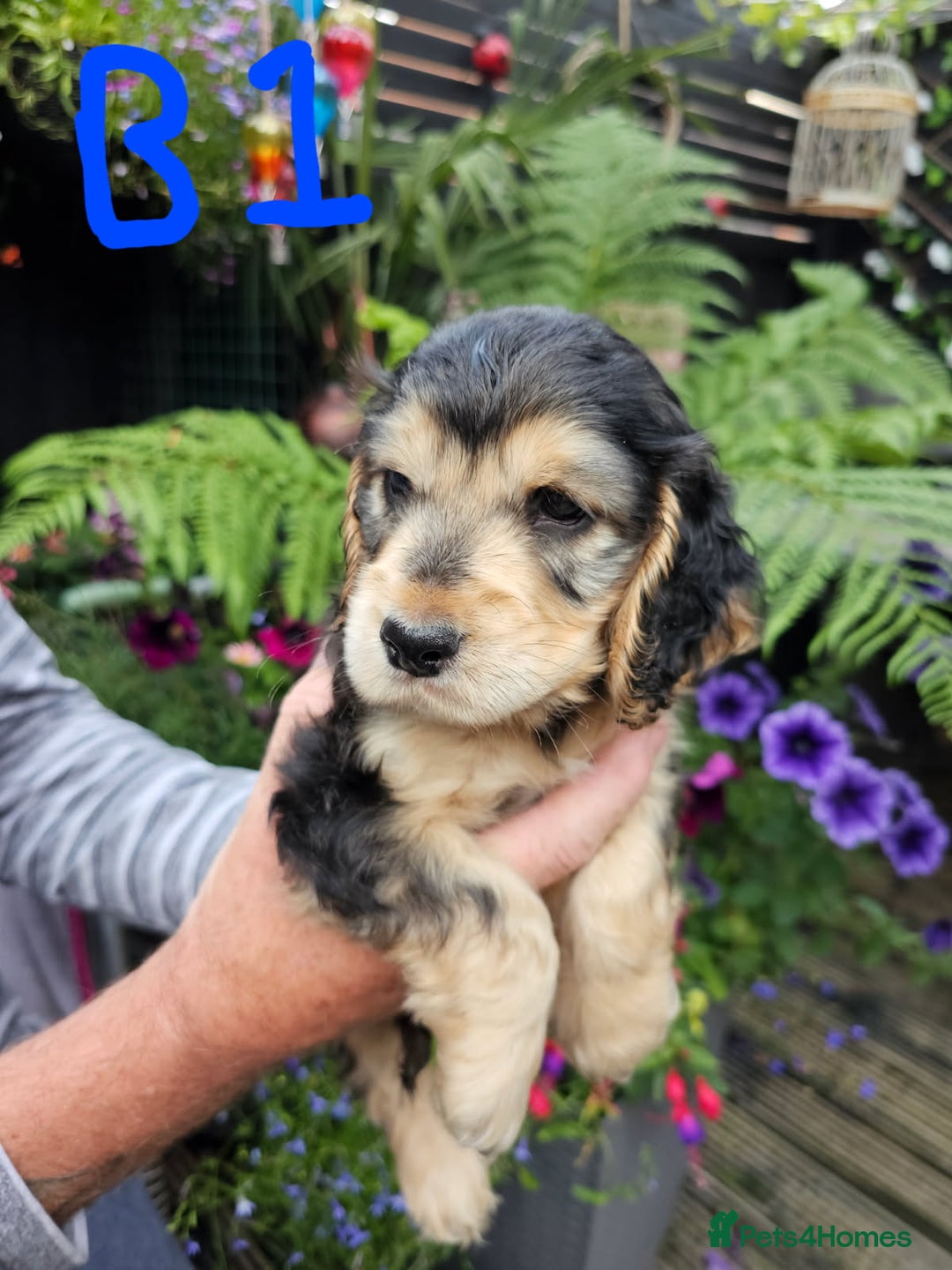 Cocker Spaniel dogs for sale: Sable cockerspaniel puppies - Image 8