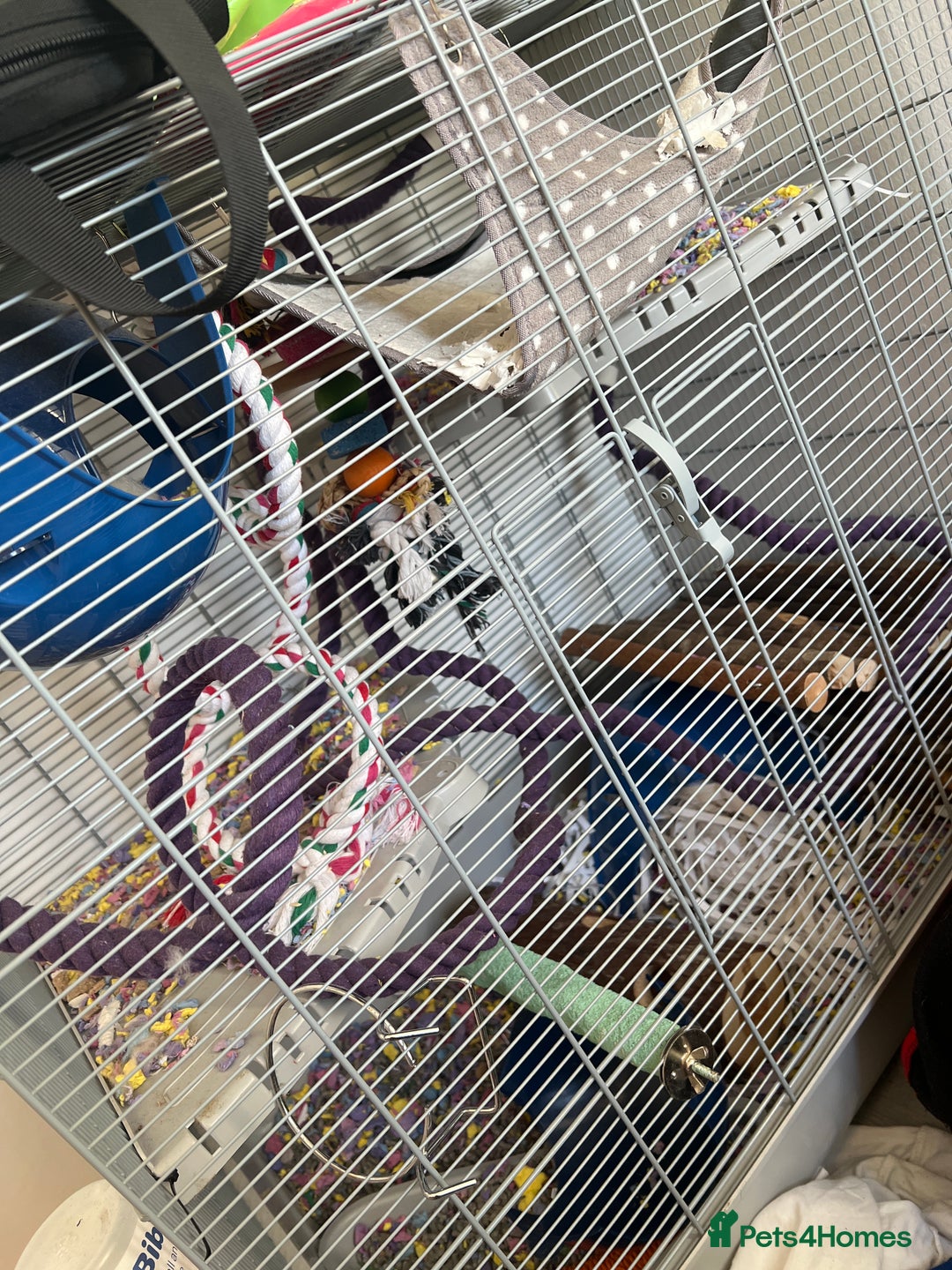 Mouse rodents for sale: Mouse for sale  - Advert 1