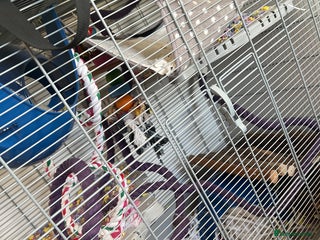 Mouse rodents Mouse for sale - Advert 2