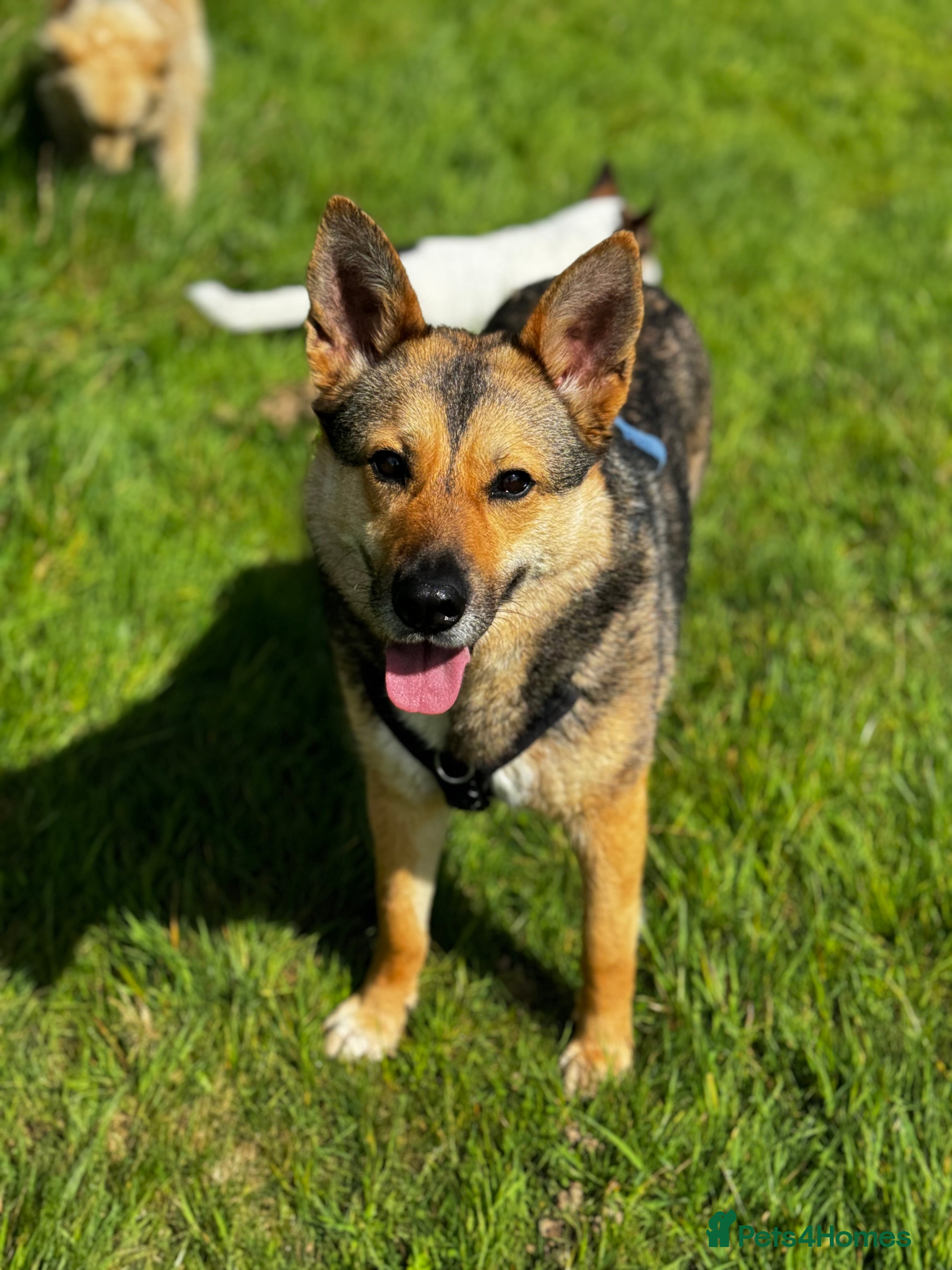 German Shepherd dogs Sweet Kinga looking for LOVE  in Salisbury - Advert 1