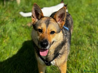 German Shepherd dogs Sweet Kinga looking for LOVE in Salisbury - Advert 1