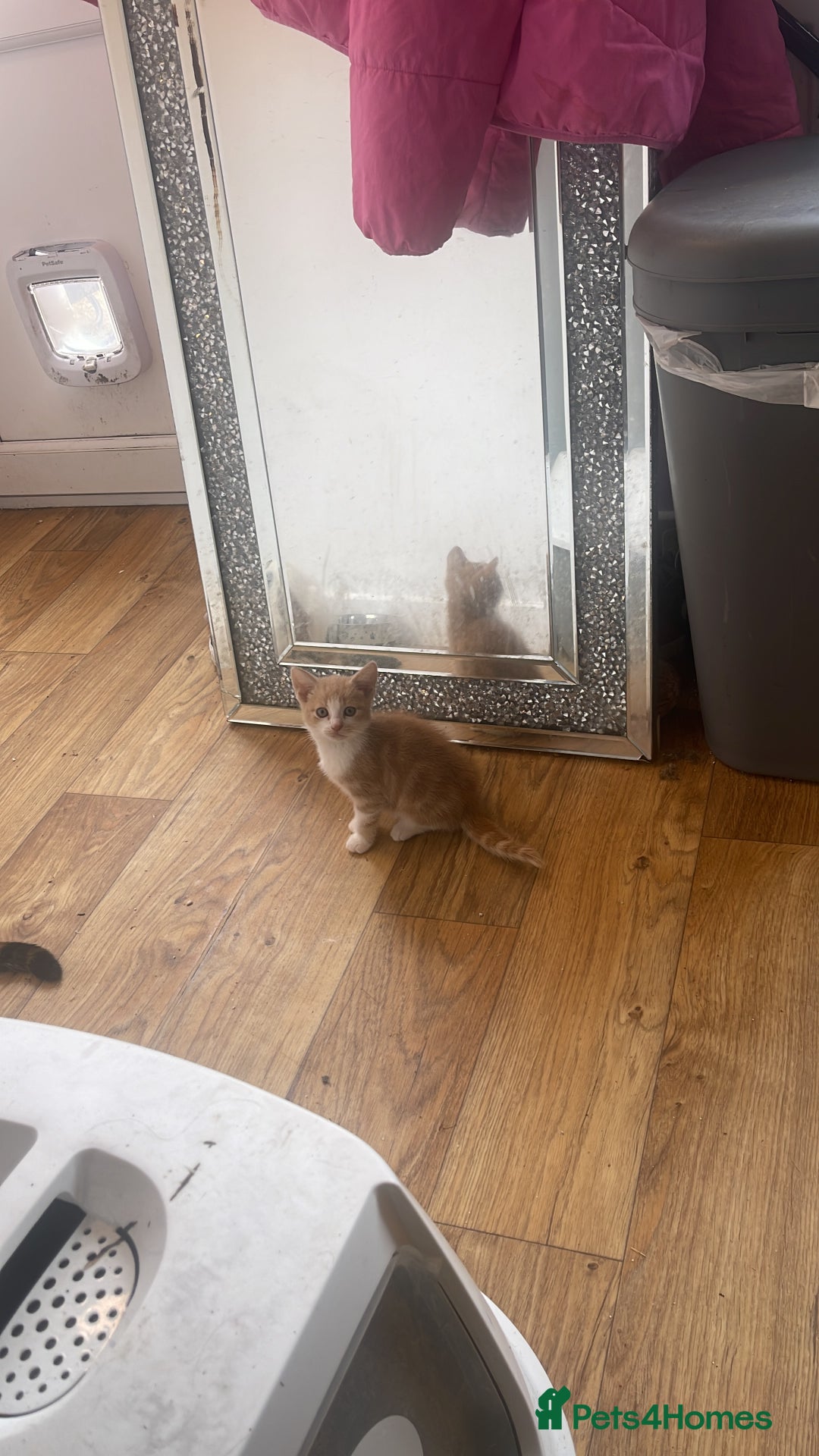 Domestic Shorthair cats for sale: 8 weeks old kittens for sale  - Image 4