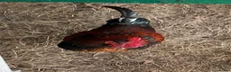Chickens poultry for sale: Cockerel for sale - Advert 3