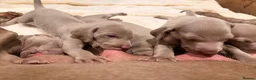 Weimaraner dogs for sale: Wonderful KC Reg Weimaraner Puppies x 6  - Advert 24