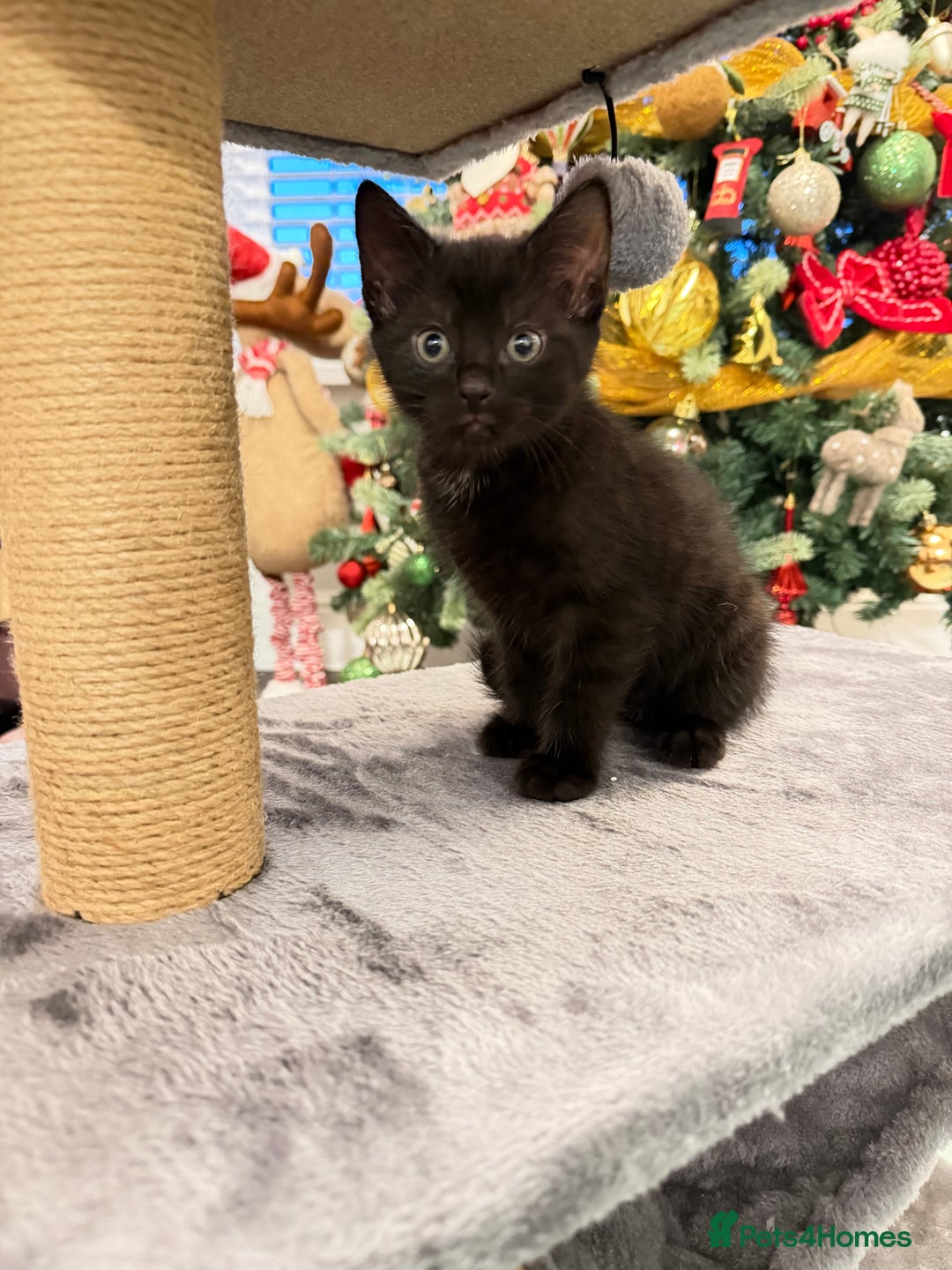 Mixed Breed cats for sale: Kitten  - Advert 4